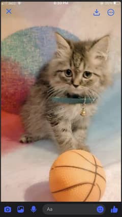 Persian kitten for sale (3months)