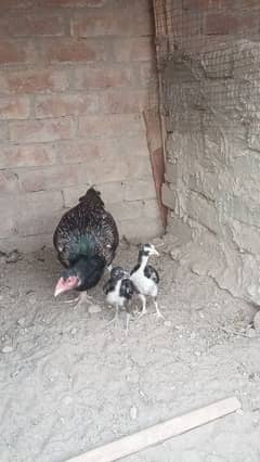 aseel jawa pair with 2 chicks