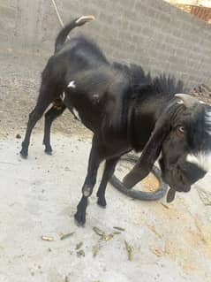 bakra for sale qurbani