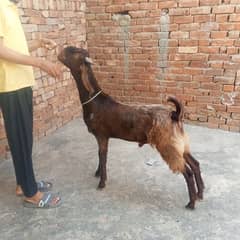 Bakra