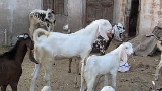 qurbani wala bakra available hain diffrent prices main hain