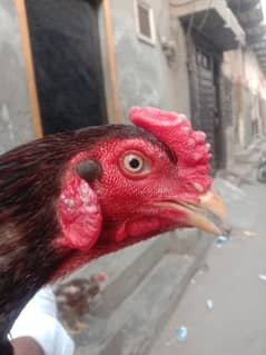 pure aseel male for sale