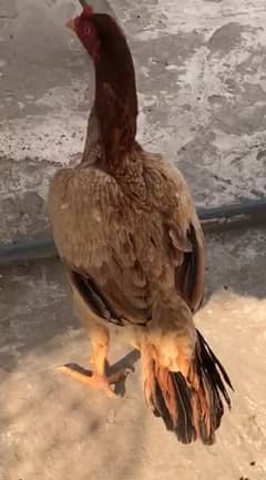 peeli aseel madi