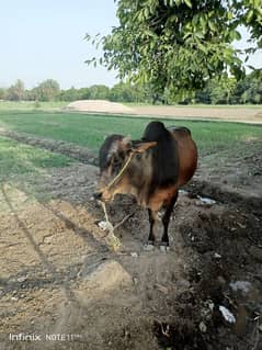 ox بیل