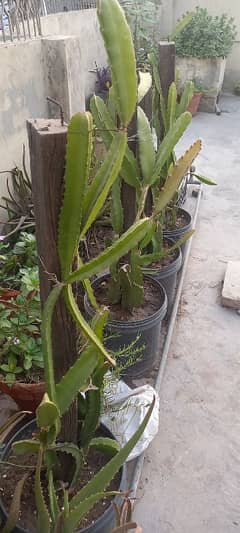 Dragon Fruit Plants for sale