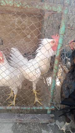 White Hens and Some aseel chicks For Sale