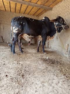 qurbani bull /desi bull /bachra /wacha /qurbani 2025/2 daant