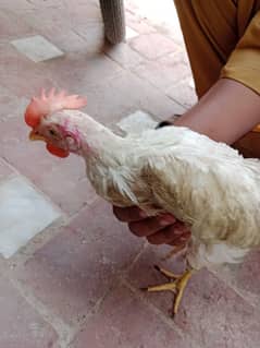 Farmi chick's