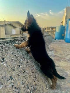 German shepherd