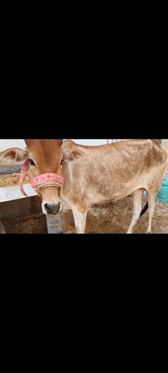 Bachiya for sale 2 dant