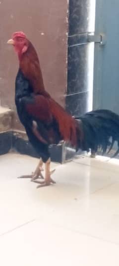 arjant