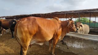 Sahilwali Cow