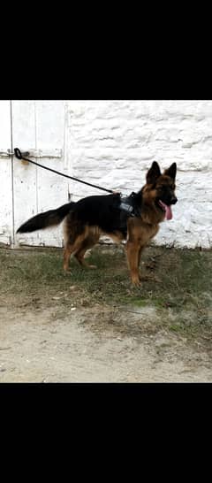 German