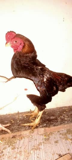 ko shamoo pair available for sell
