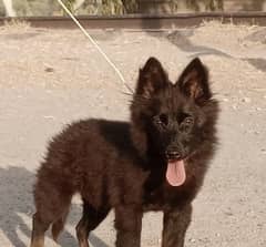 German