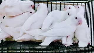 Albino