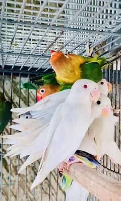 Albino
