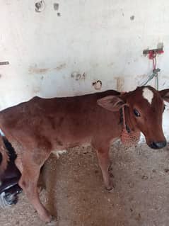Amarican cross / Australian / cow / bull wacha / Calf /گائے