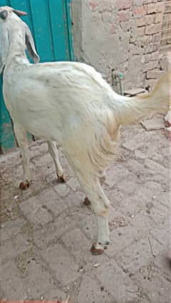 2 dant MashAllah donda bakra