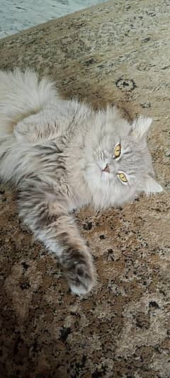 One of a Kind Cat – A True MashAllah Beauty!