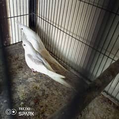 spotted+vpied