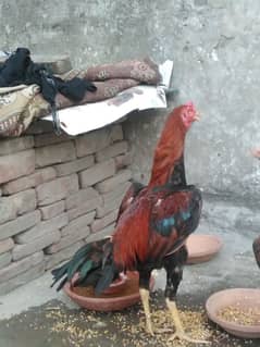 eggs pkoya male and thai+Pakistani female 03134953629 watsapp