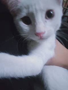 PERSIAN
