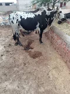 Dhani bachra qurbani k jannver