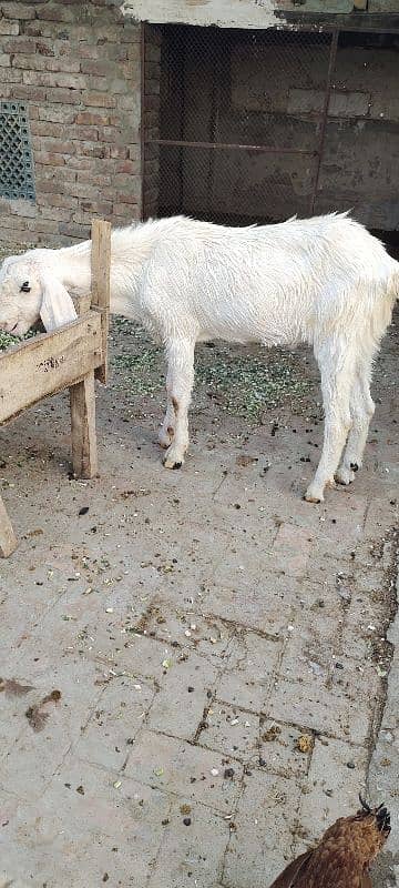 Rajanpuri Bakra Qurbani k liey 4