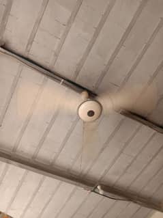 fan for sale