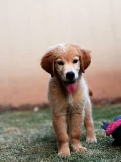Golden Retriever Puppy pedigree (Microchipped)