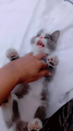 male cat