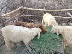 for sale