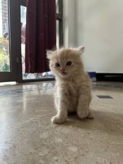 Baby kitten for sale