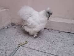 silkie hen