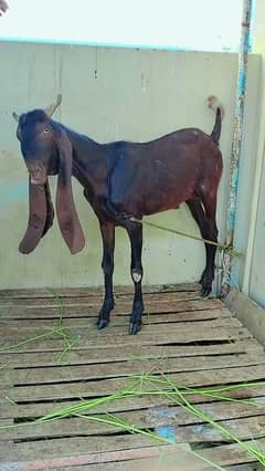 kamori Bakra 2 dant