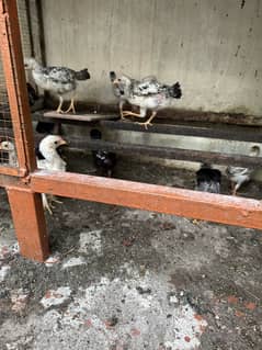 Fancy chicks