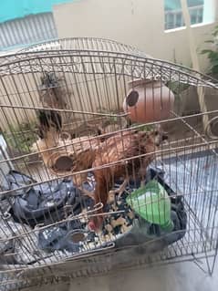 Desi Hens for eggs