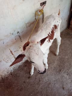 cholistani cross cow / wachi / milking cow for sale