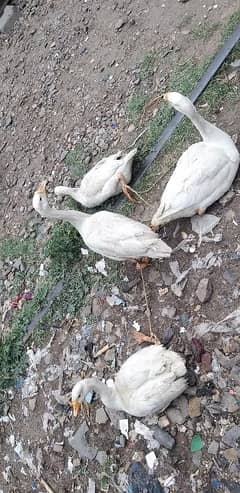birds for sale