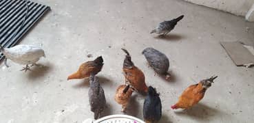hens for sale