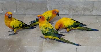 Sunconure