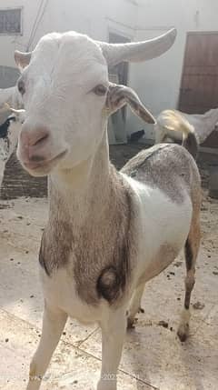 PINK NOSE HOME BREED ABLAQ TAPRA