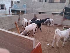original khassi