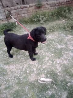 Labrador