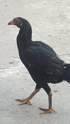 mianwali murgi for sale 03034080441