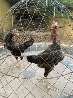 Aseel hens