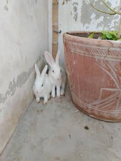 Rabbit