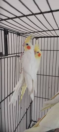Breeder