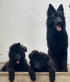 German shepherd puppies long hair
